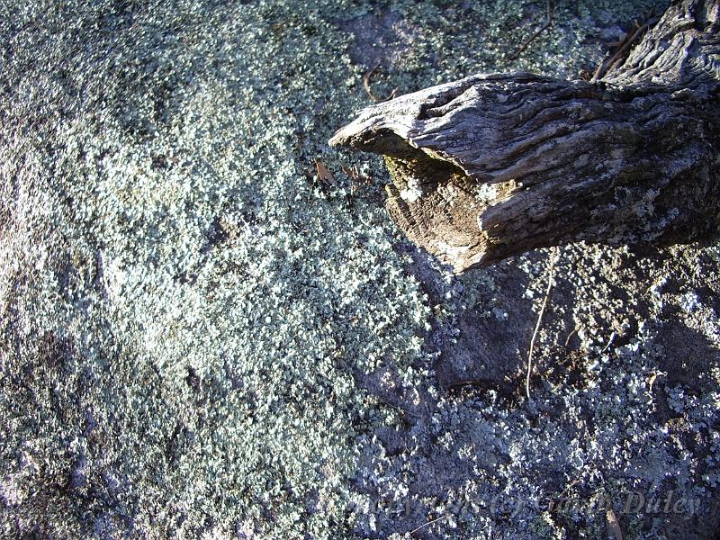 Wood and granite, Yarrowyck IMGP9786.JPG